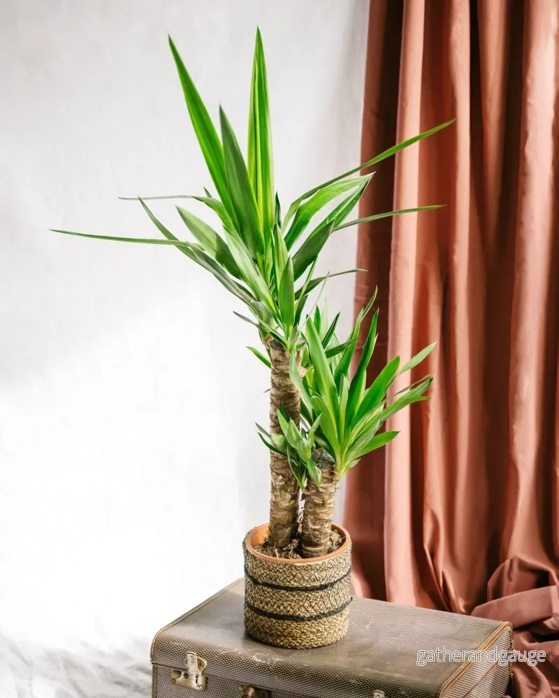 Yucca inomhus