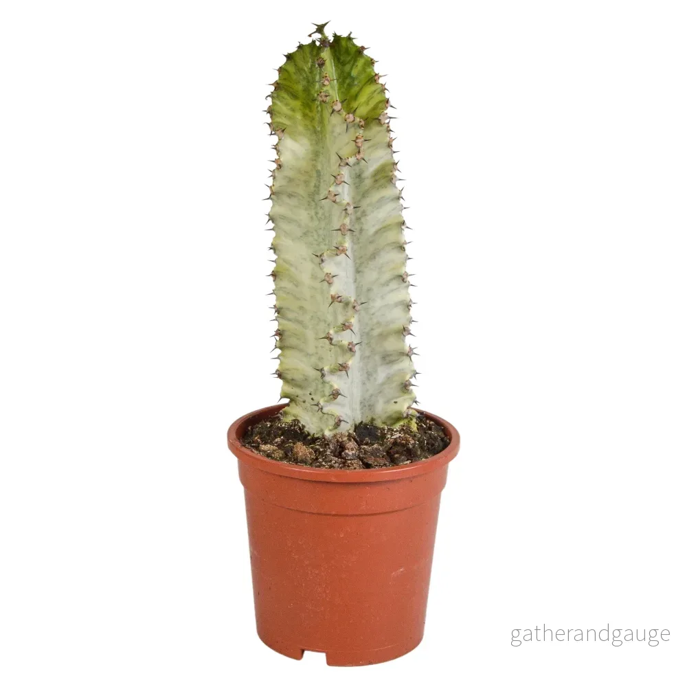 Euphorbia marmorata h40cm – inomhuskaktus