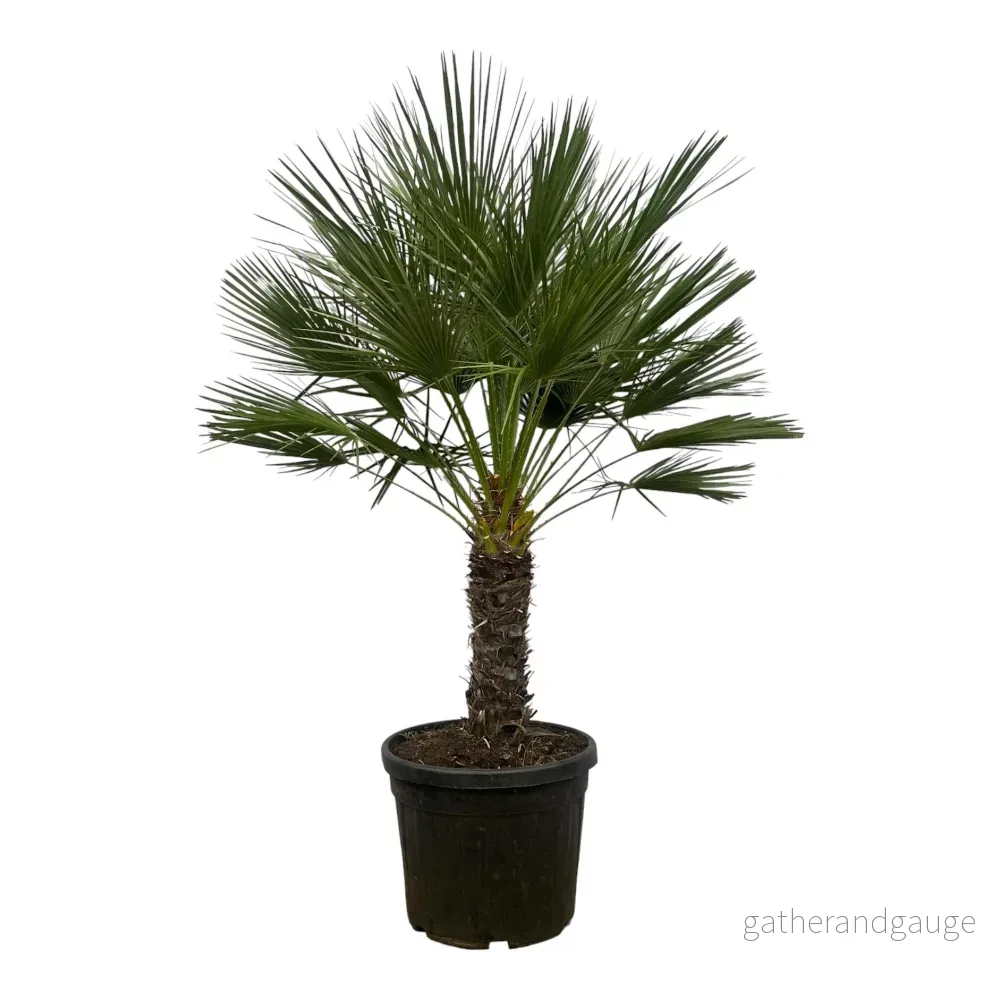 Chamaerops Humilis h180cm