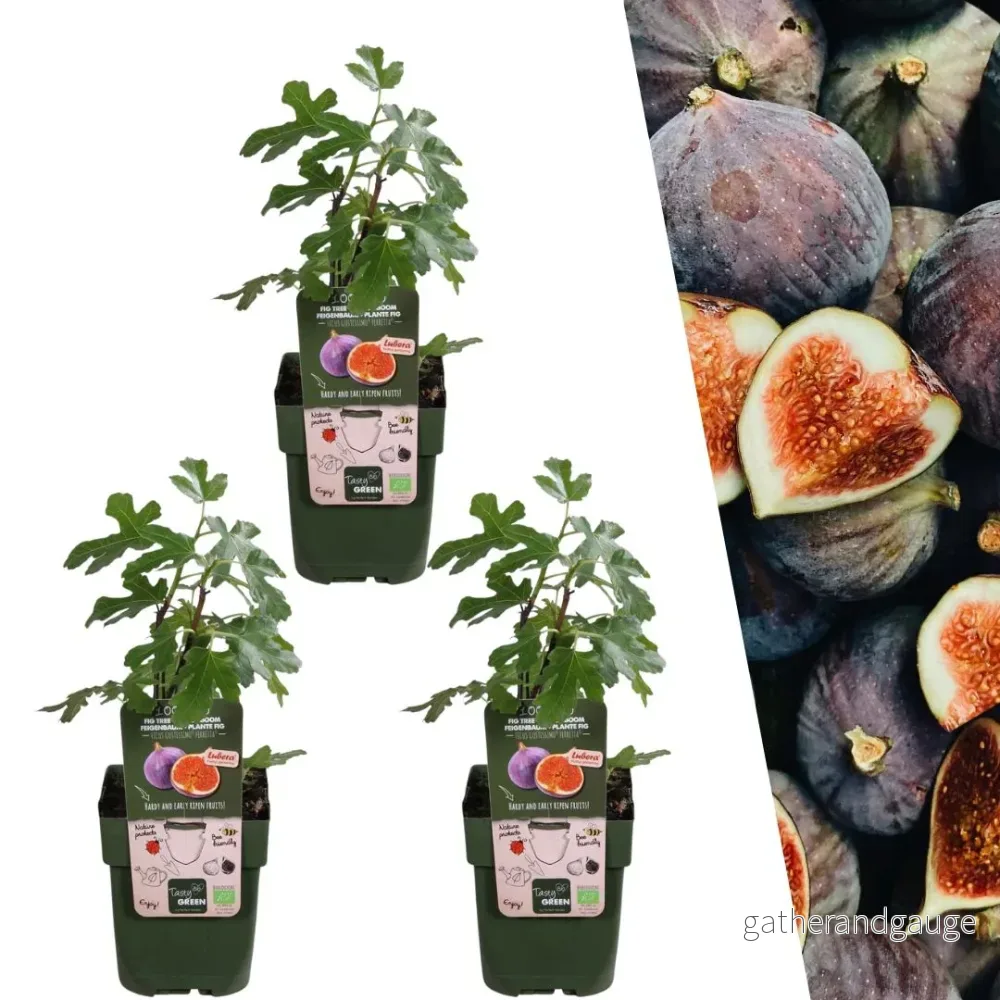 Ekologiskt fikonträd x 3 Ekologiskt fikonträd x 3