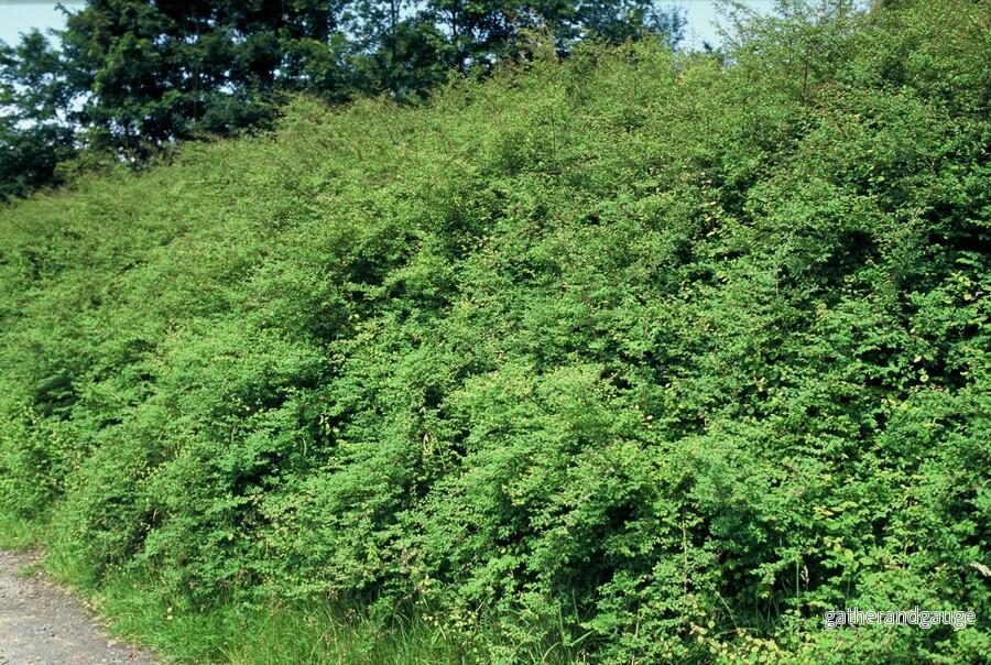 Symphoryna De Chenault (Symphoricarpos x chenaultii) 'Hancock' - Bild 3