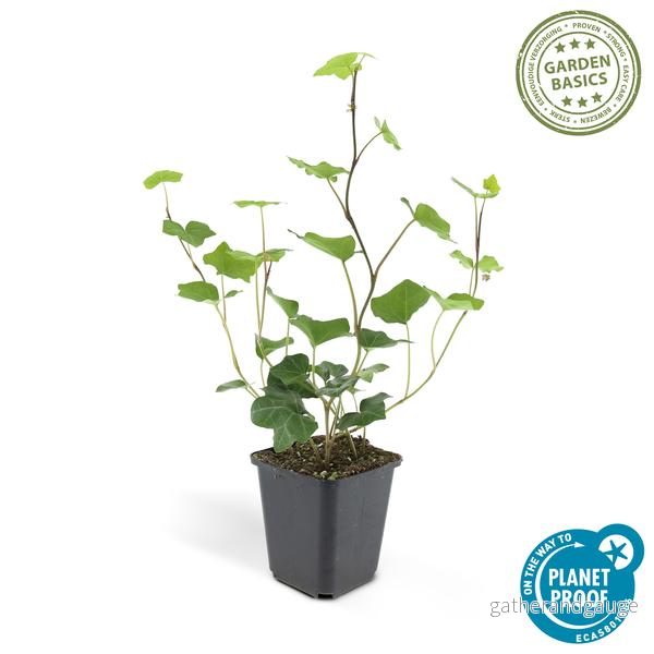 Irländsk Murgröna (Hedera Hibernica) - Bild 3