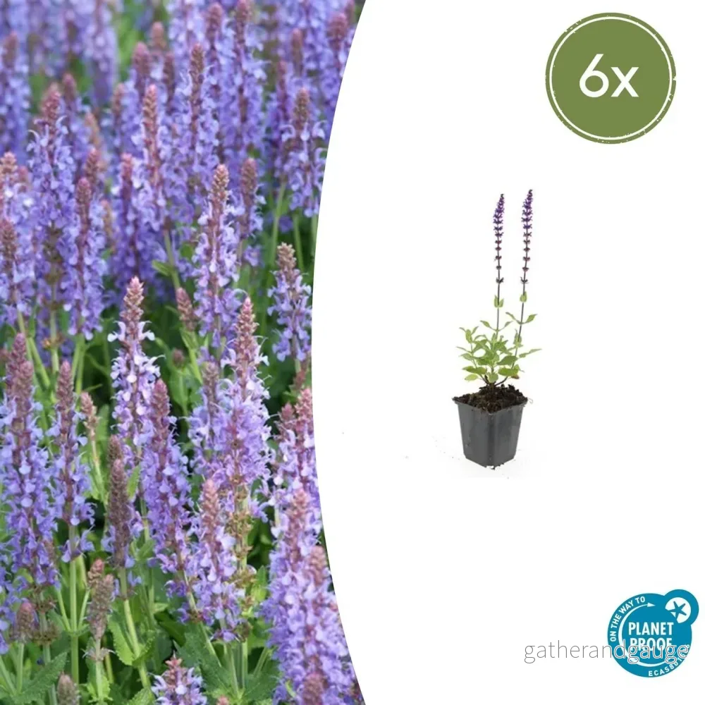 Skogssalvia (Salvia Nemorosa) 'Caradonna' - Bild 2