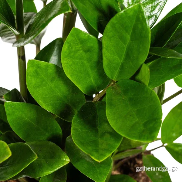 Zamioculcas Zamiifolia Ø17cm - ↕40-50cm - Bild 2