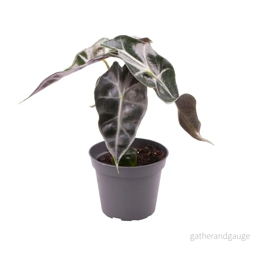 Mini Alocasia Curly Bambino - Bild 2