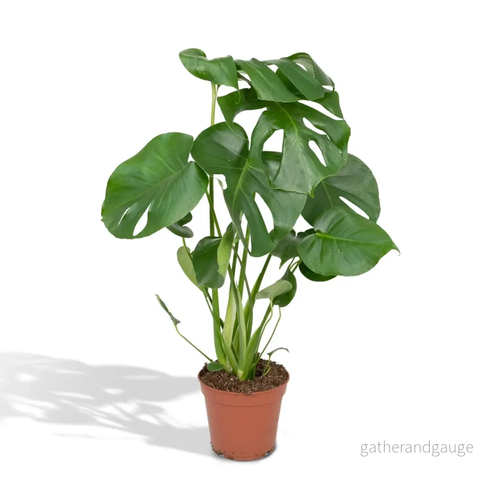 Monstera Deliciosa h55cm
