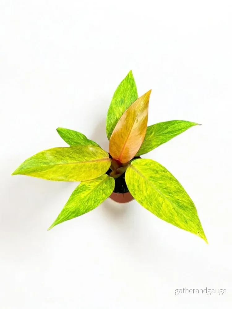 Philodendron apelsinmarmelad - Bild 2