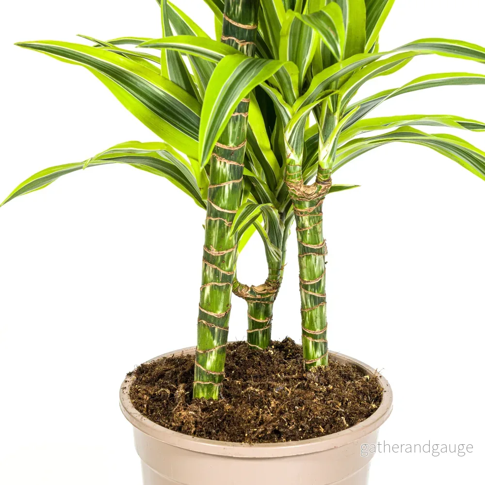 Dracaena Deremensis Lemon Lime met mand Ø21cm - ↕90 - 110cm - Bild 2
