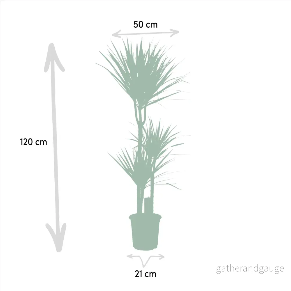Yucca, Dracaena box - Set med 2 plantor - Bild 3
