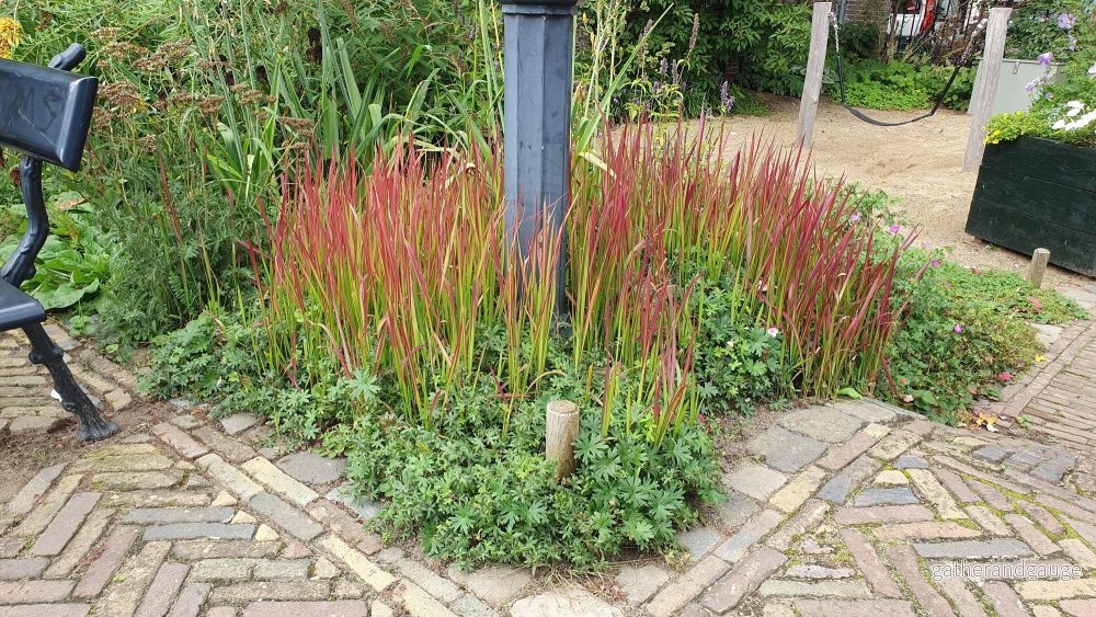 Japansk Blodgräs (Imperata cylindrica) ’Red Baron’