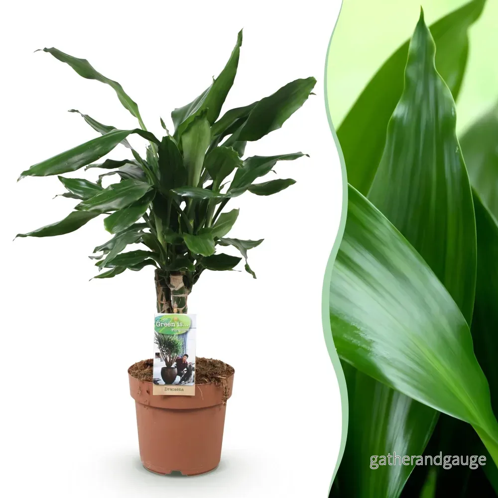 Dracaena fragrans Steudneri - Bild 2