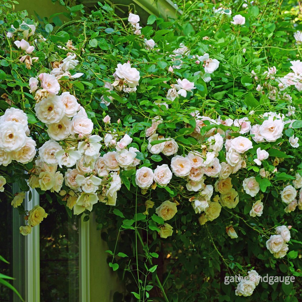 Klätterros (Rosa) 'New Dawn'
