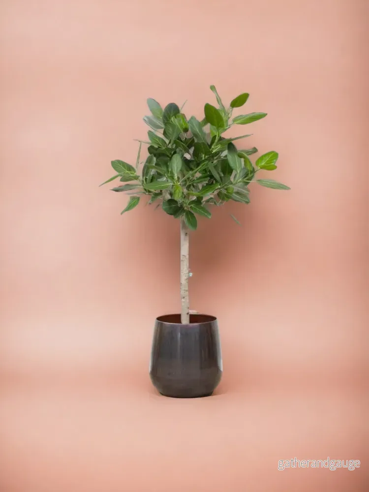 Ficus Audrey Benghalensis Ficus Audrey Benghalensis