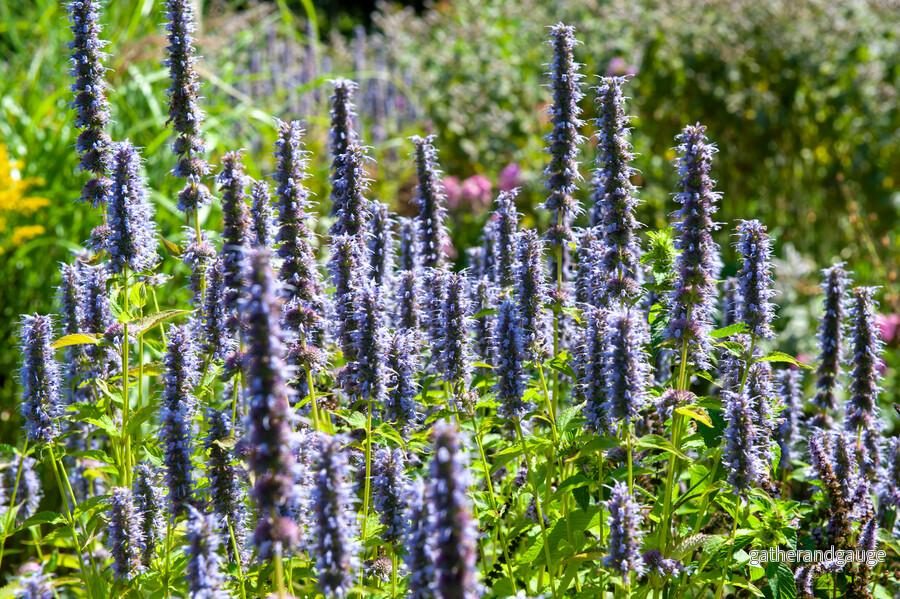 Anisört Agastache ’Black Adder’