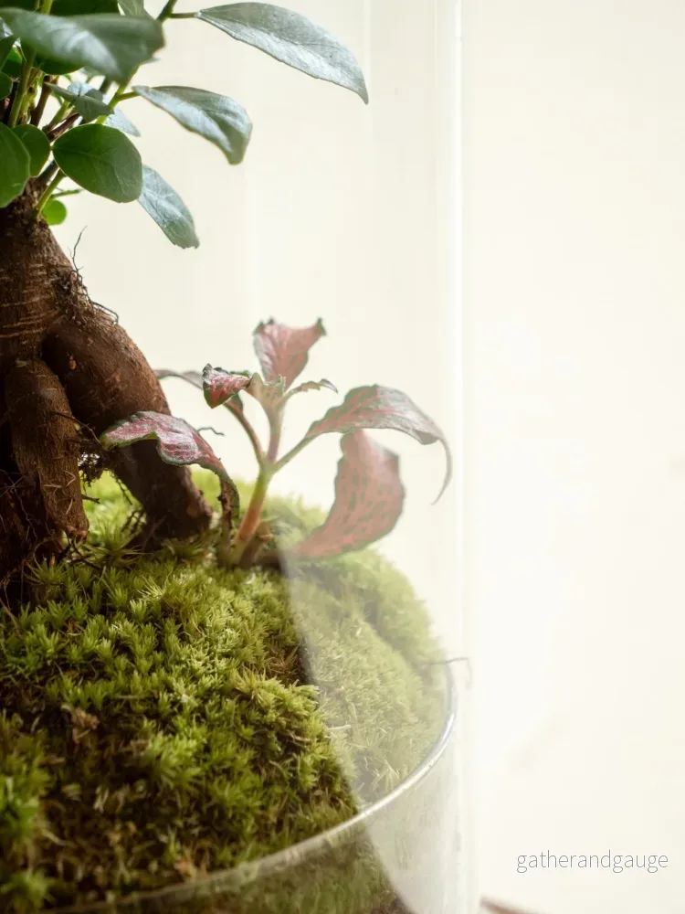 Terrarium - Alma - Bild 3