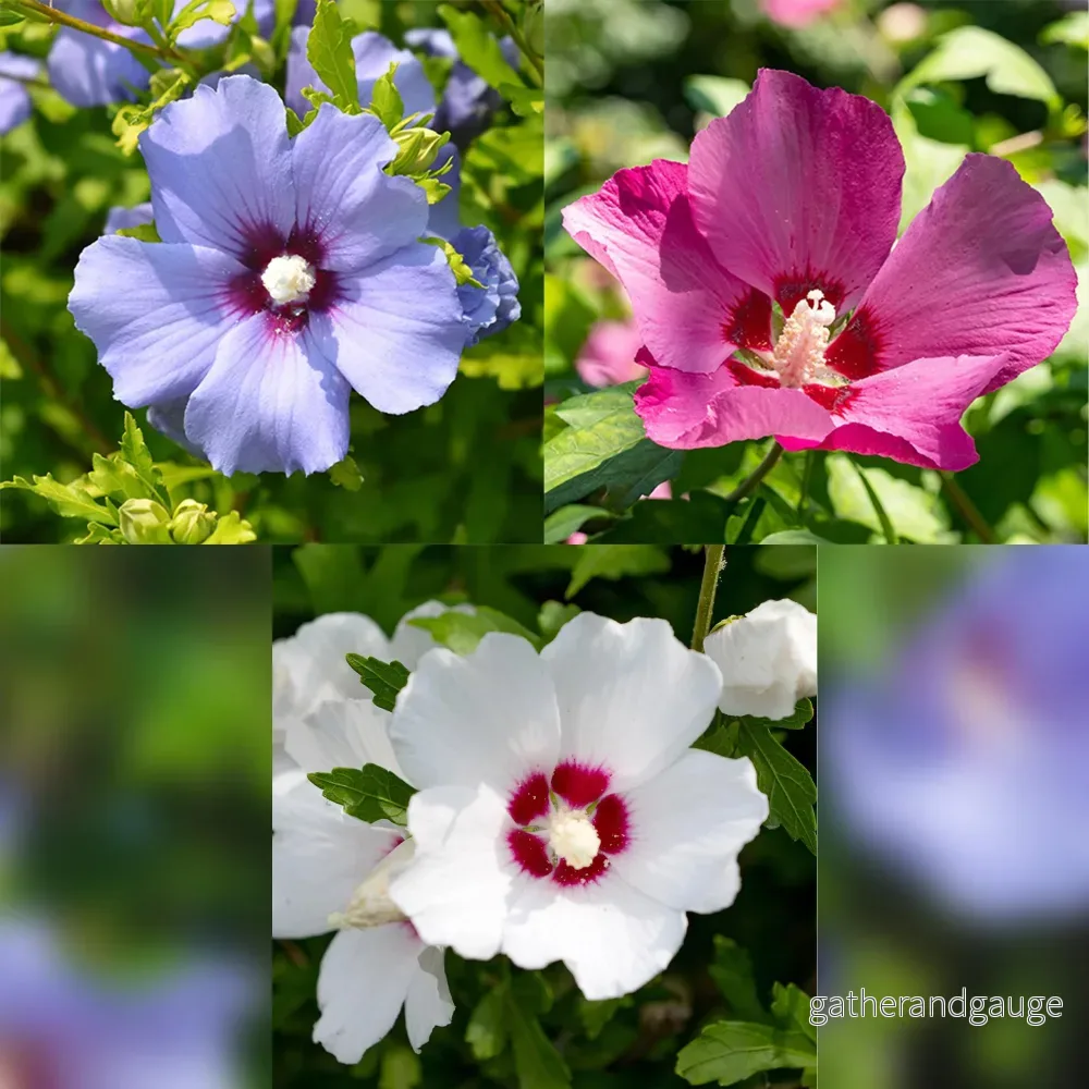 Altéa (Hibiscus syriacus) ’Tricolour’