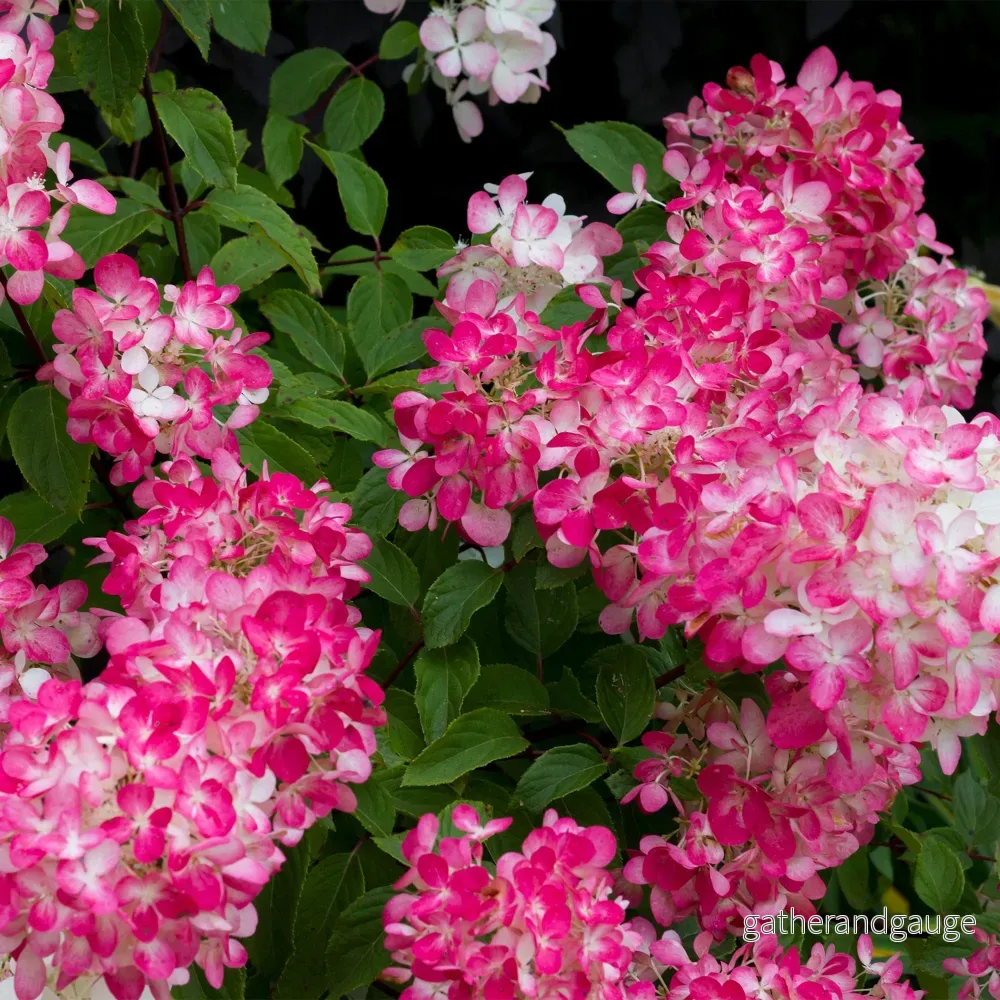 Hortensia Paniculata (Hydrangea paniculata) 'Pink Diamond' - Bild 2