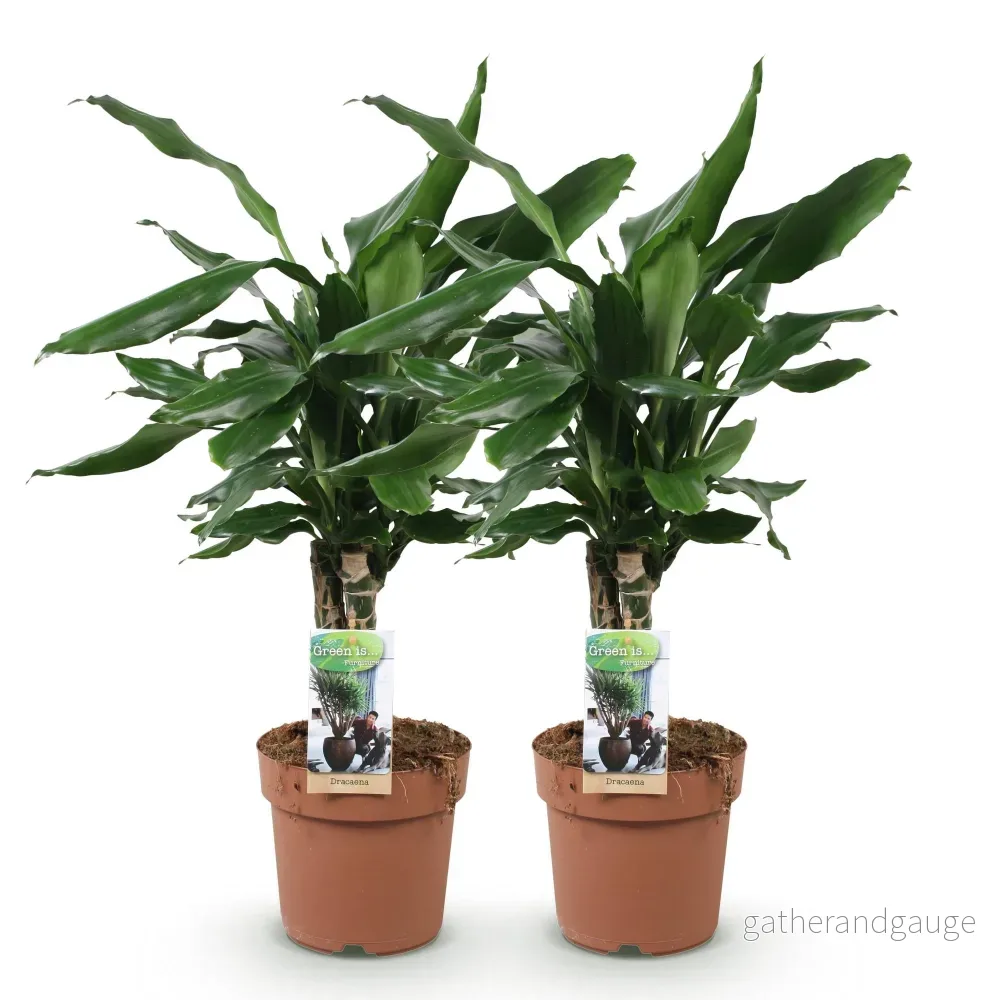 Dracaena fragrans Steudneri – Set om 2 – Höjd 50-55 cm - Bild 3