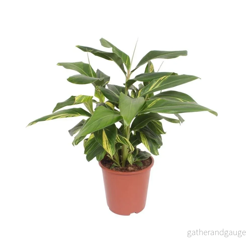 Alpinia Zerumbet ’Variegata’ Alpinia Zerumbet ’Variegata’