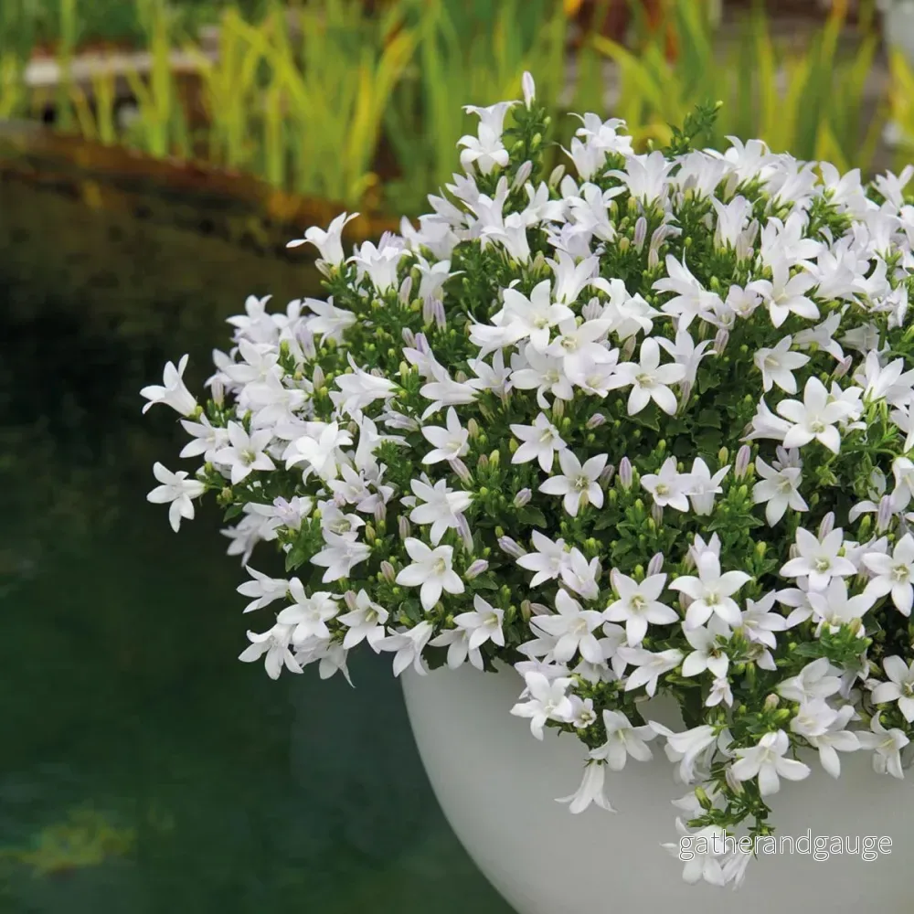 Campanula Addenda Ambella vit – 6 stycken – vinterträdgård Campanula Addenda Ambella vit – 6 stycken – vinterträdgård