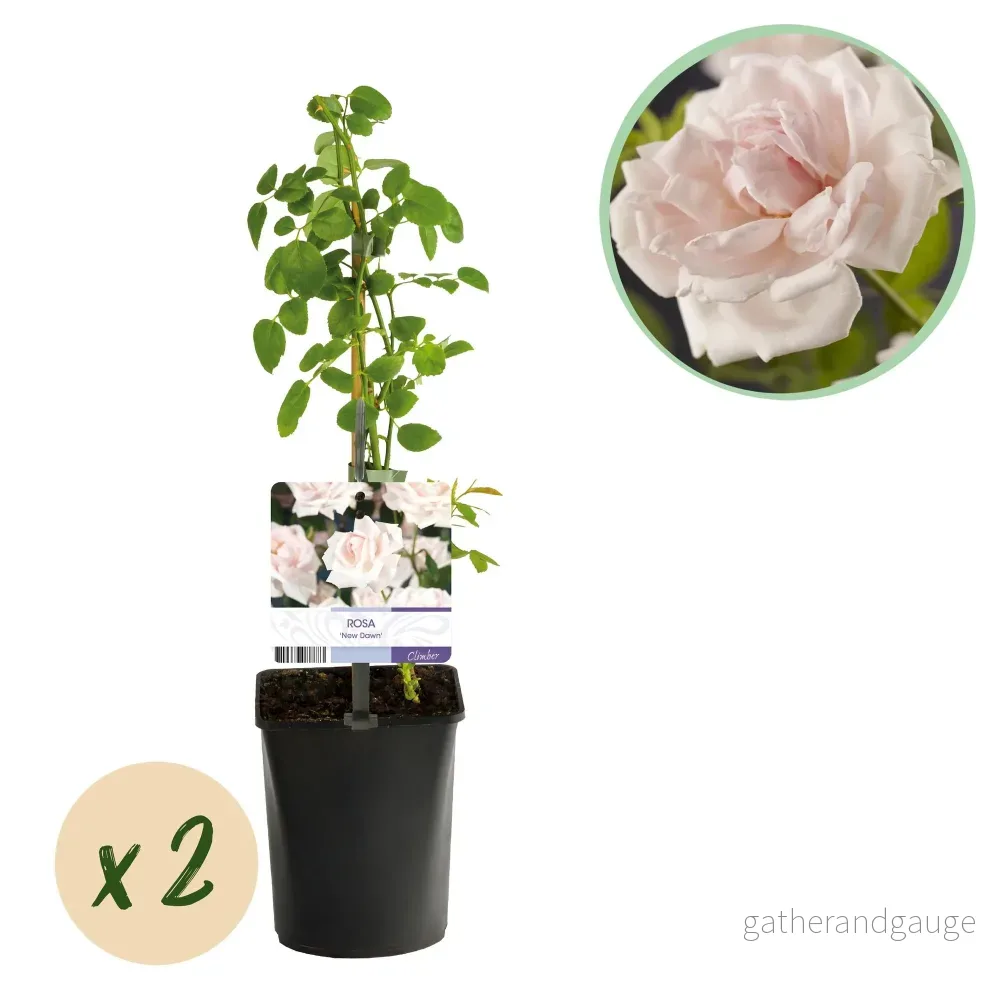 Klätterros (Rosa) 'New Dawn' - Bild 2
