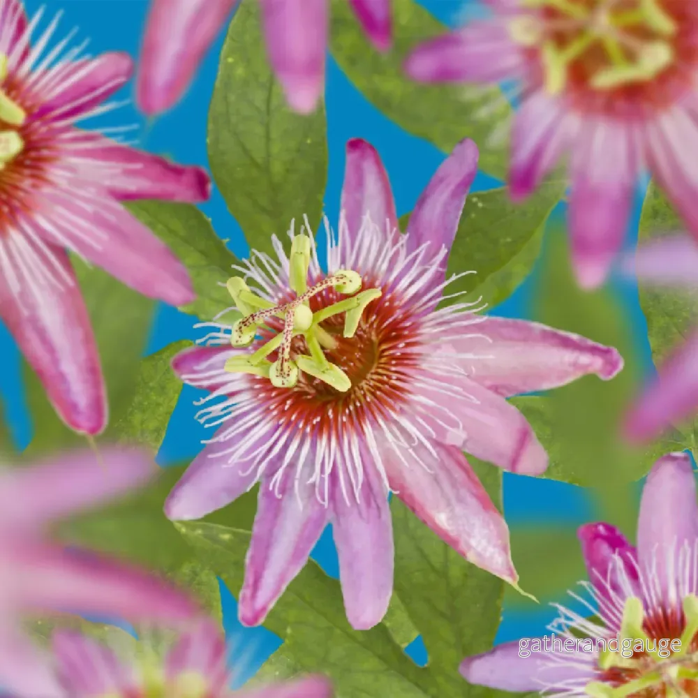 Passionsfruit (Passiflora) 'Anastasia'