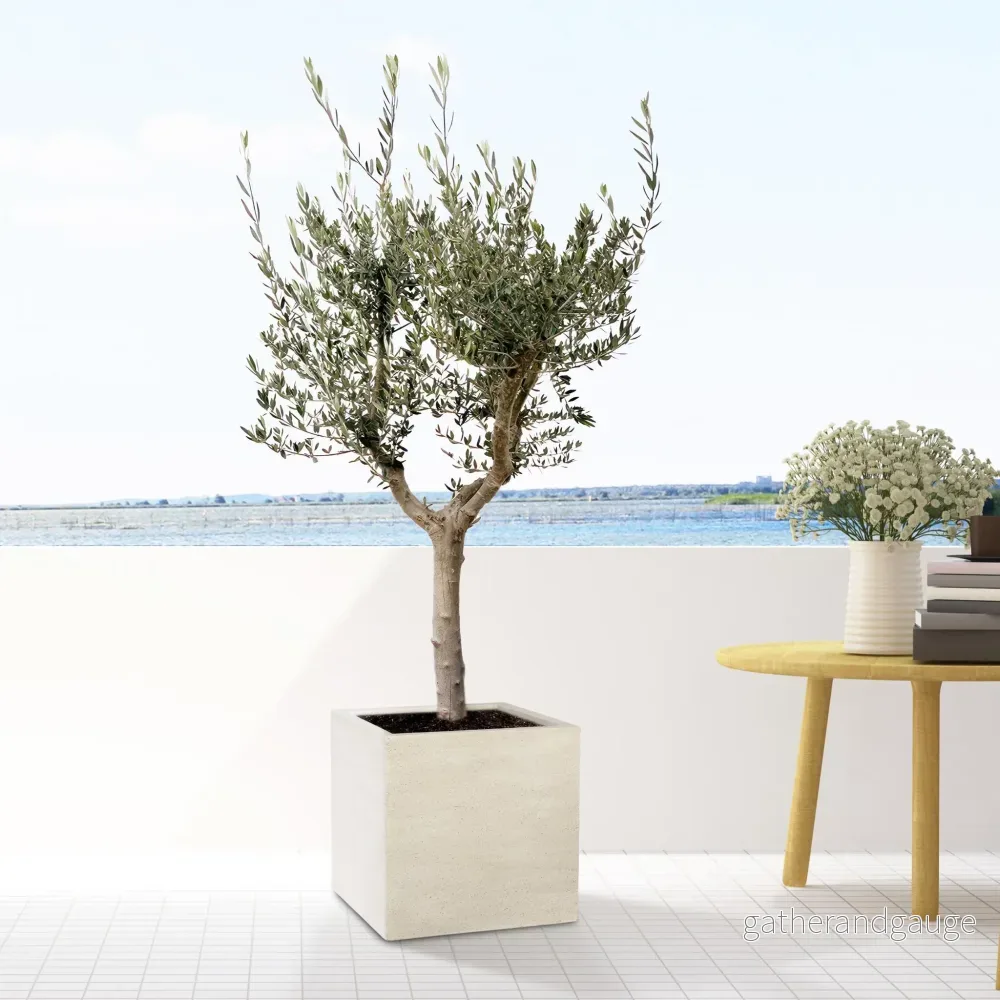 Olea Europaea Cultivo - 210cm - Ø45 - Bild 3