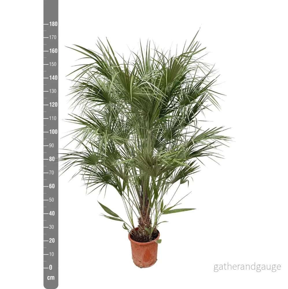 Chamaerops Humilis struik - 180cm- Ø30 - Bild 2