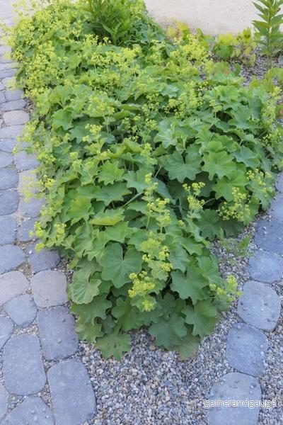 Alchemilla Mollis (Allmän Alchemilla) 'Mollis' - Bild 3