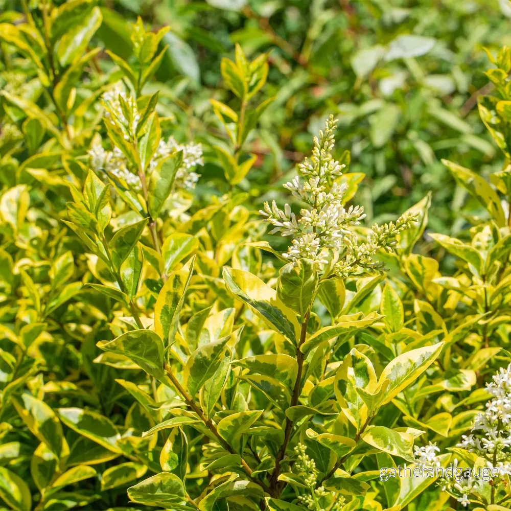 Gyllengräs (Ligustrum ovalifolium) ’Aureum’ Gyllengräs (Ligustrum ovalifolium) ’Aureum’