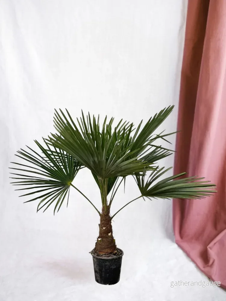 Trachycarpus