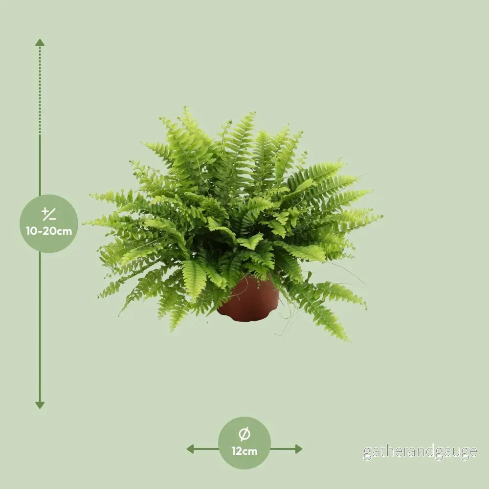 Nephrolepis Boston Green Moment - Ø12cm - ↕20cm - Bild 3