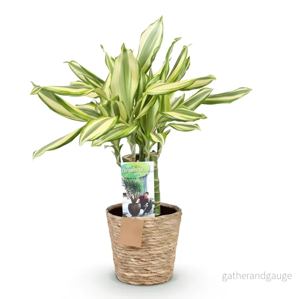 Dracaena Diamond Dream och korg - Bild 3