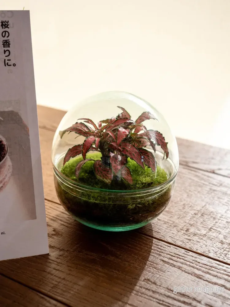 DIY Terrarium Kit - BOHOL - Bild 2