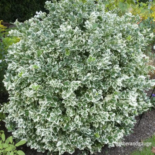 JessMin (Euonymus Fortunei) 'Emerald 'n Gaiety'