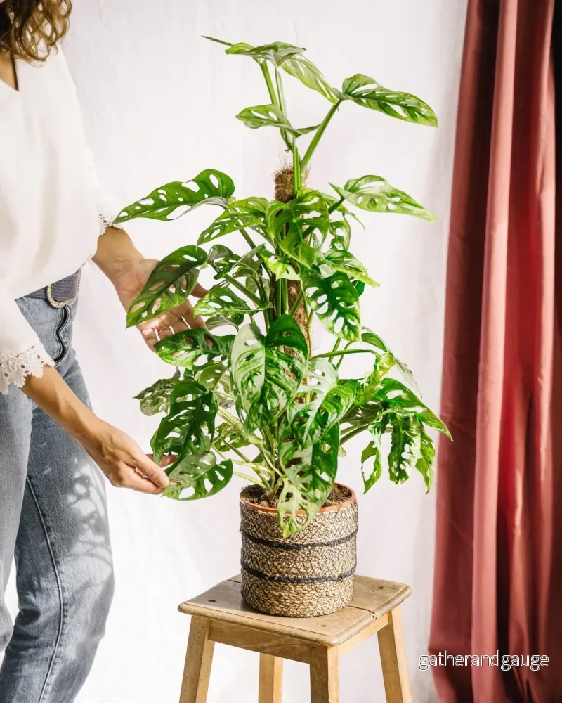Monstera adansonii väktare