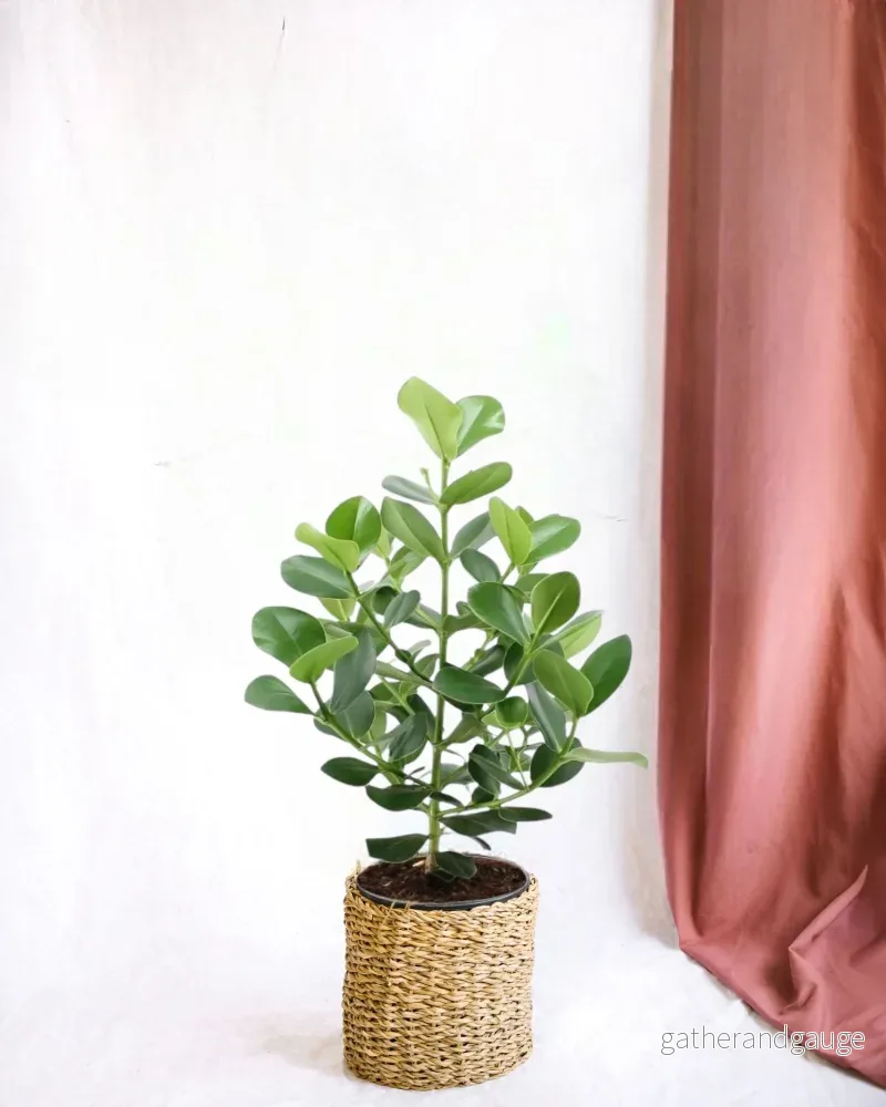 Clusia Rosea prinsessa Clusia Rosea prinsessa