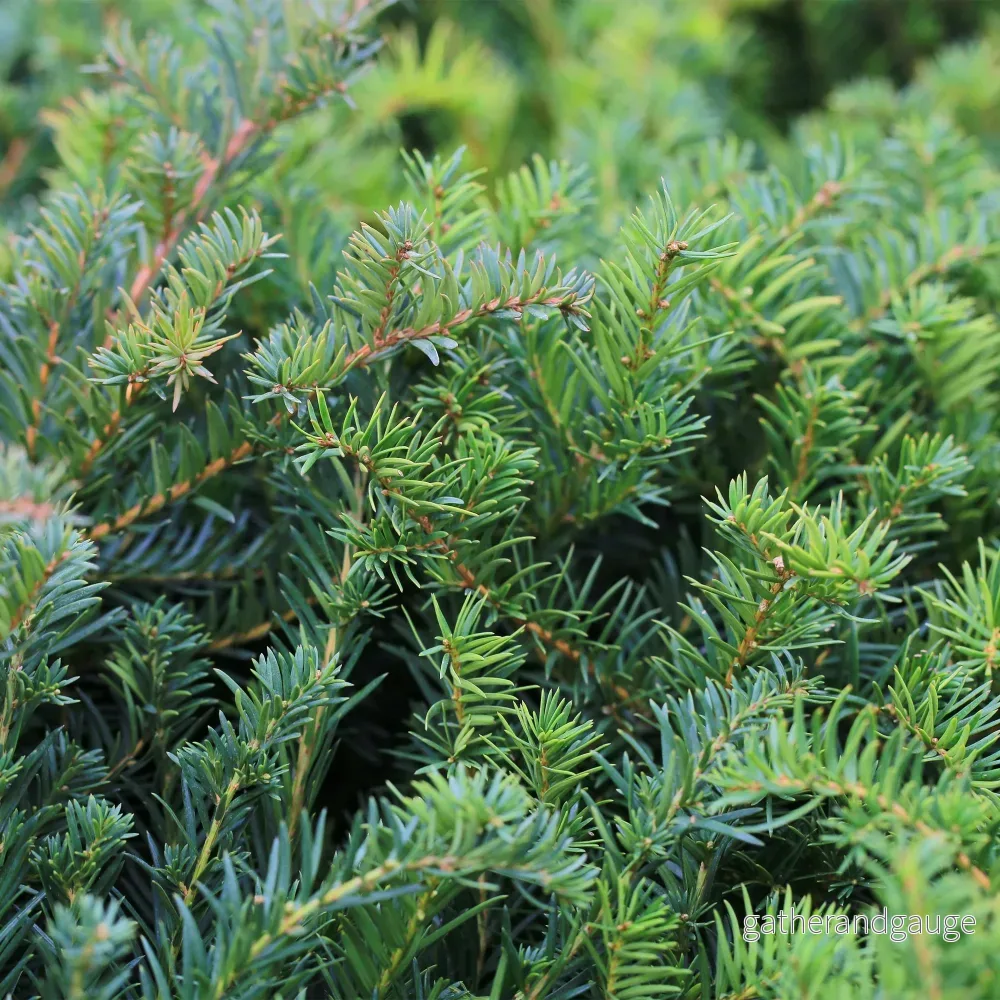 Taxus baccata (Idegran) '' - Bild 3