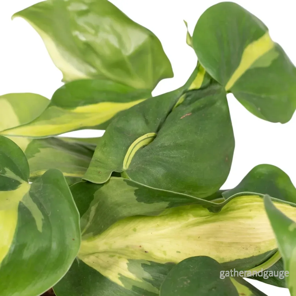 Philodendron Scandens Brasil - h15cm, Ø12cm - hängande växt - Bild 3