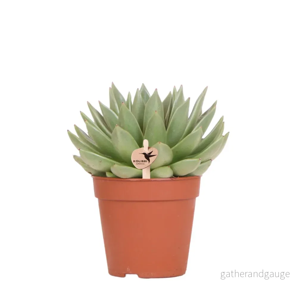 Echeveria Miranda h20cm – suckulent d’inomhus Echeveria Miranda h20cm – suckulent d’inomhus
