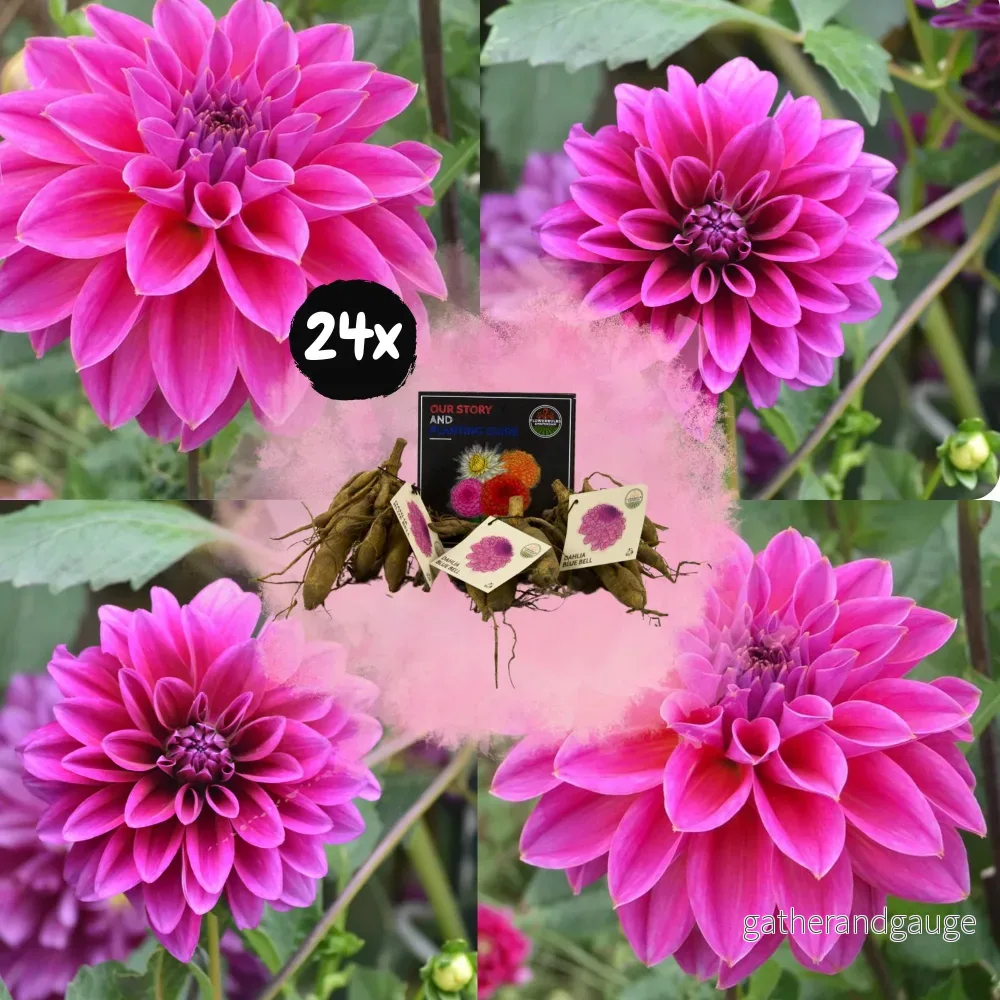 Bell Blue Dahlia breda kronblad – låda med 24 lökar