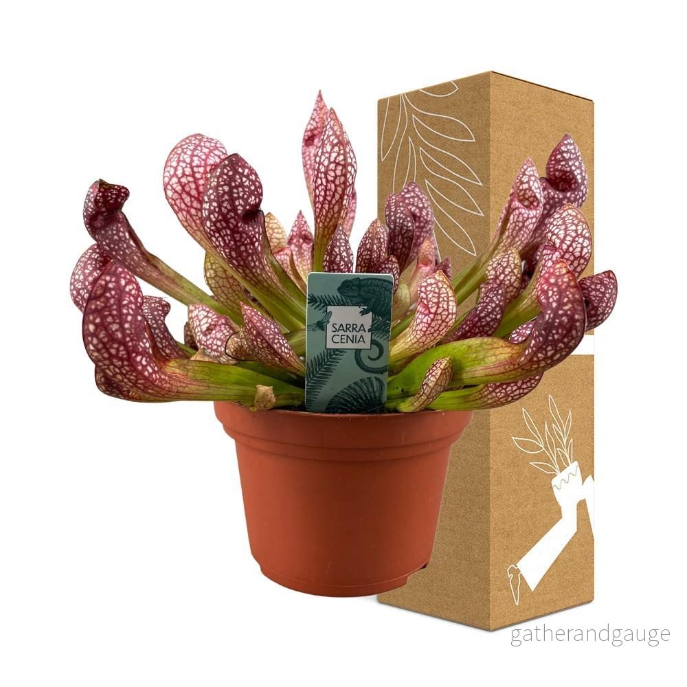 Sarracenia Leucophylla - carnivore - Bild 3