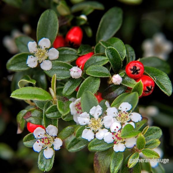 Cotoneaster Dammeri (Cotoneaster Dammeri) 'Major' - Bild 3