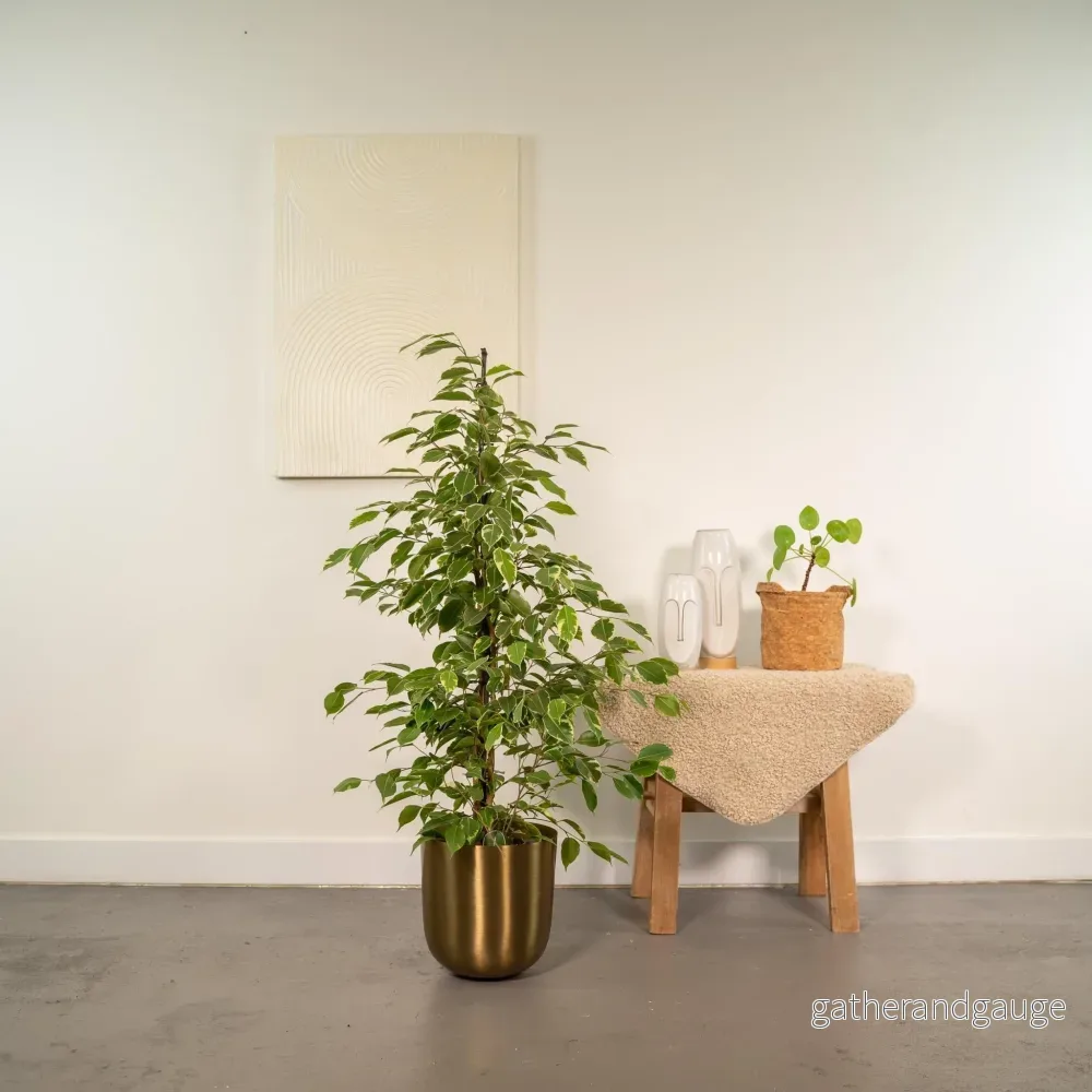 Ficus benjamina Golden King h95cm - Bild 2