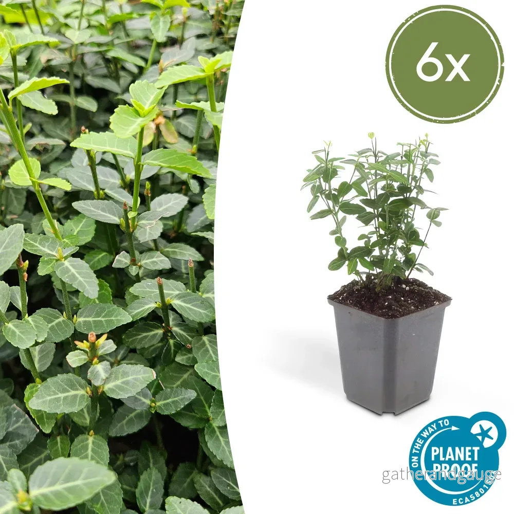 Kryphederranka (Euonymus Fortunei) 'Radicans' - Bild 2