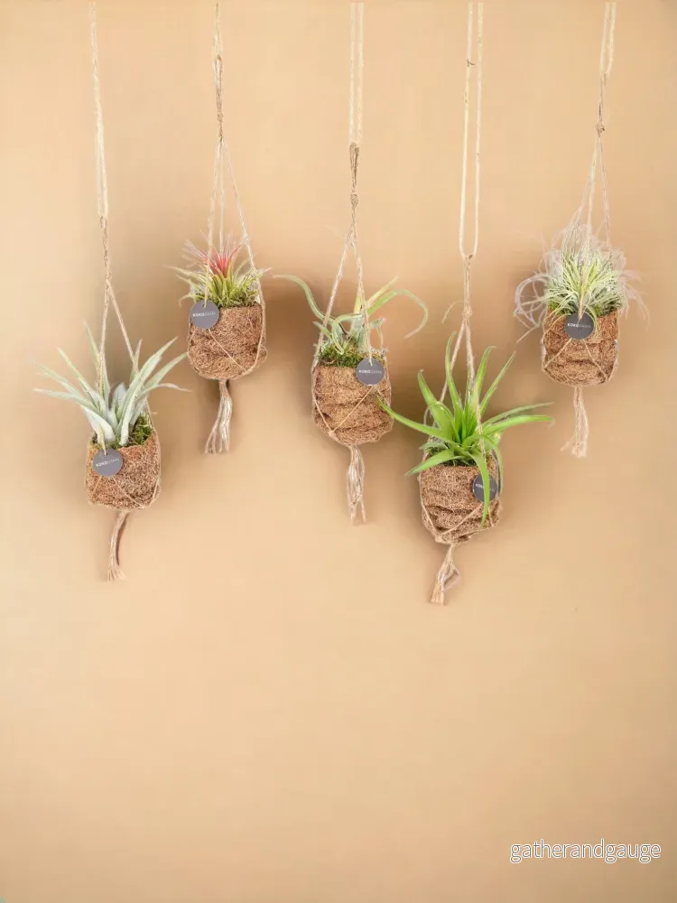 Box - 5 kokoDAMA Tillandsia - Bild 2