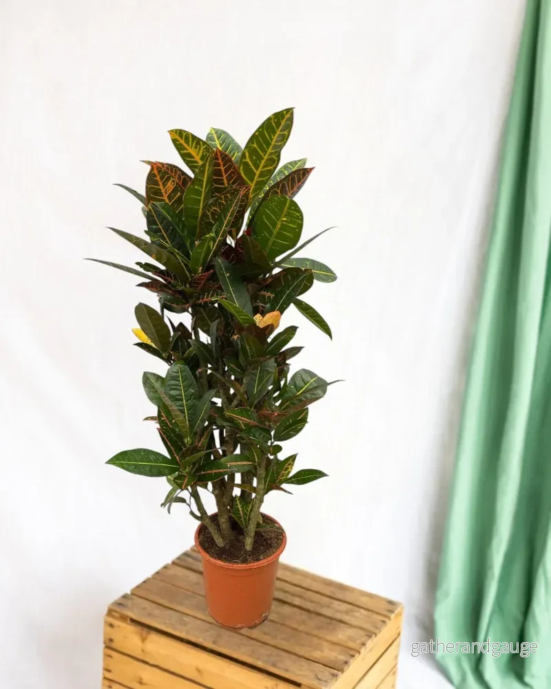 Codiaeum croton Petra Codiaeum croton Petra