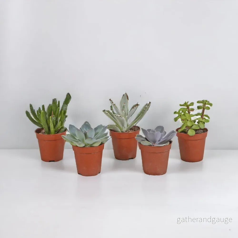 Suckulentlåda – Set med 10 plantor, h13cm