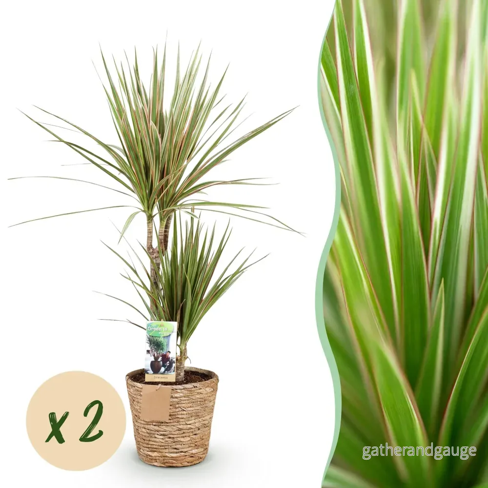 Dracaena Sunray – 2-pack – Kruka 17 cm – Höjd 70-75 cm - Bild 2