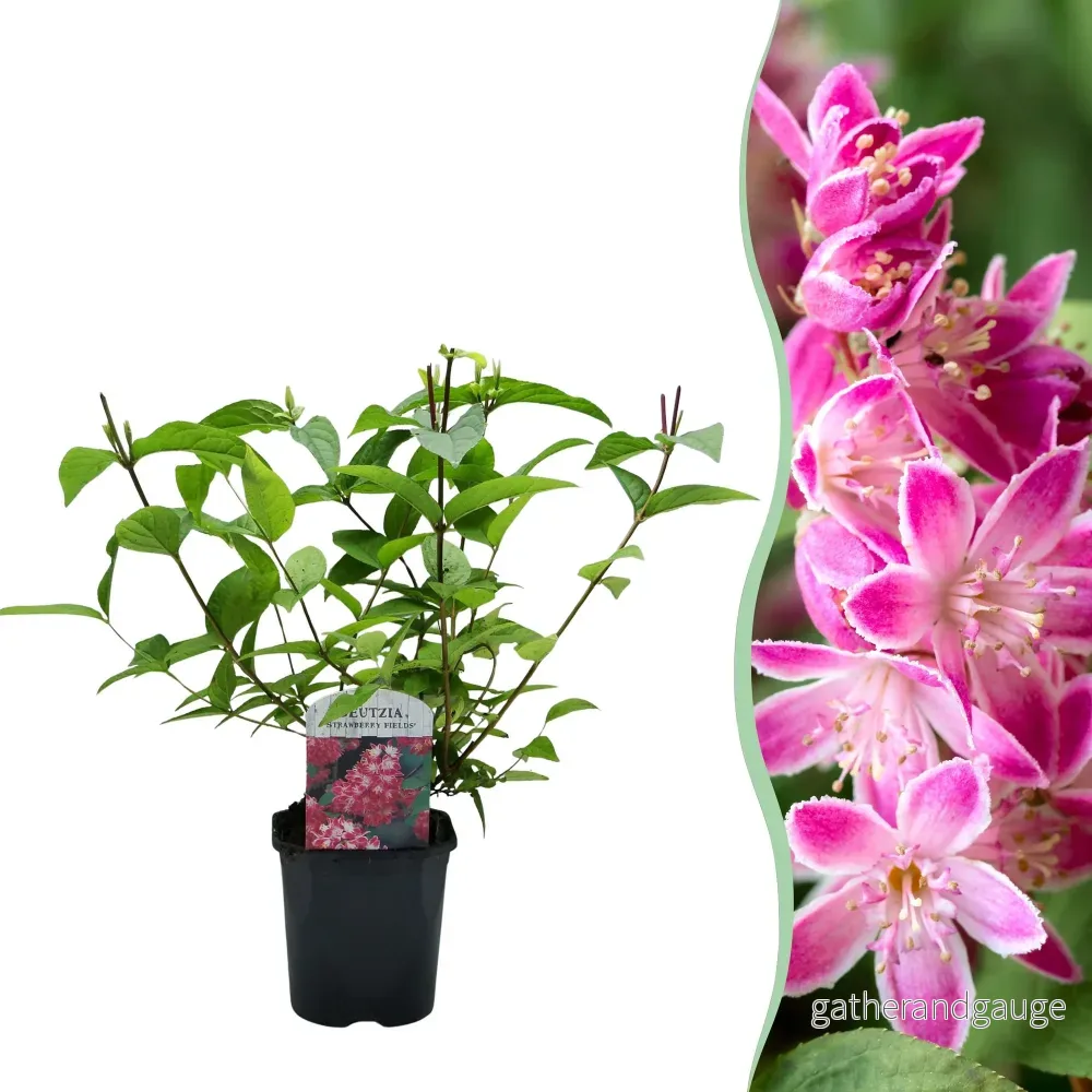 Deutzia (Deutzia x hybrida) 'Strawberry Fields' - Bild 2